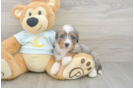 Sweet Mini Bernedoodle Baby