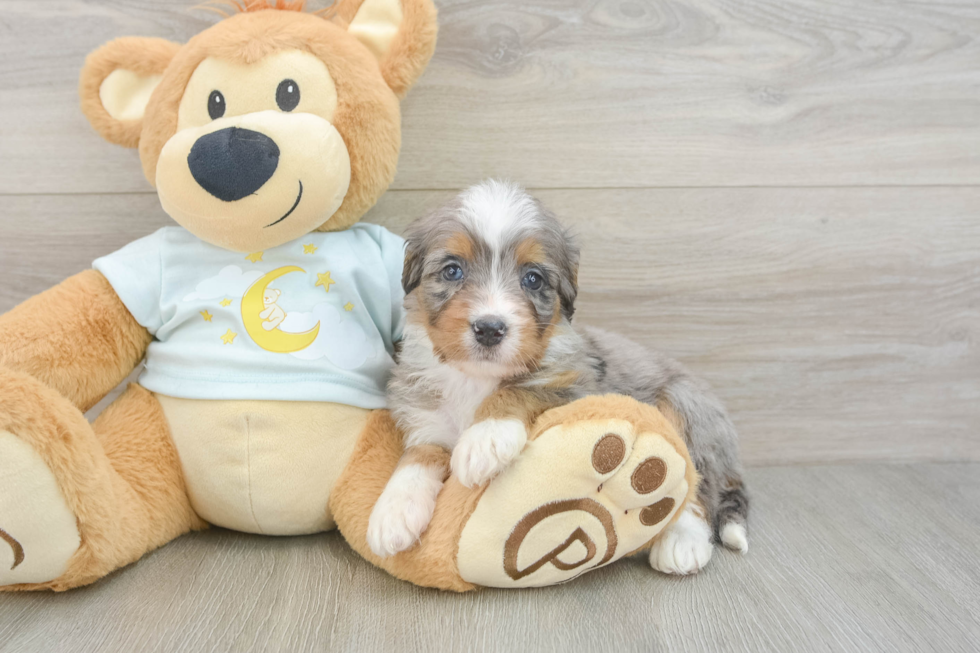 Sweet Mini Bernedoodle Baby