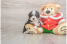 Best Mini Bernedoodle Baby