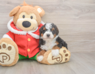5 week old Mini Bernedoodle Puppy For Sale - Windy City Pups