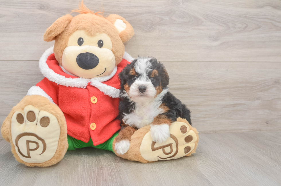 5 week old Mini Bernedoodle Puppy For Sale - Windy City Pups