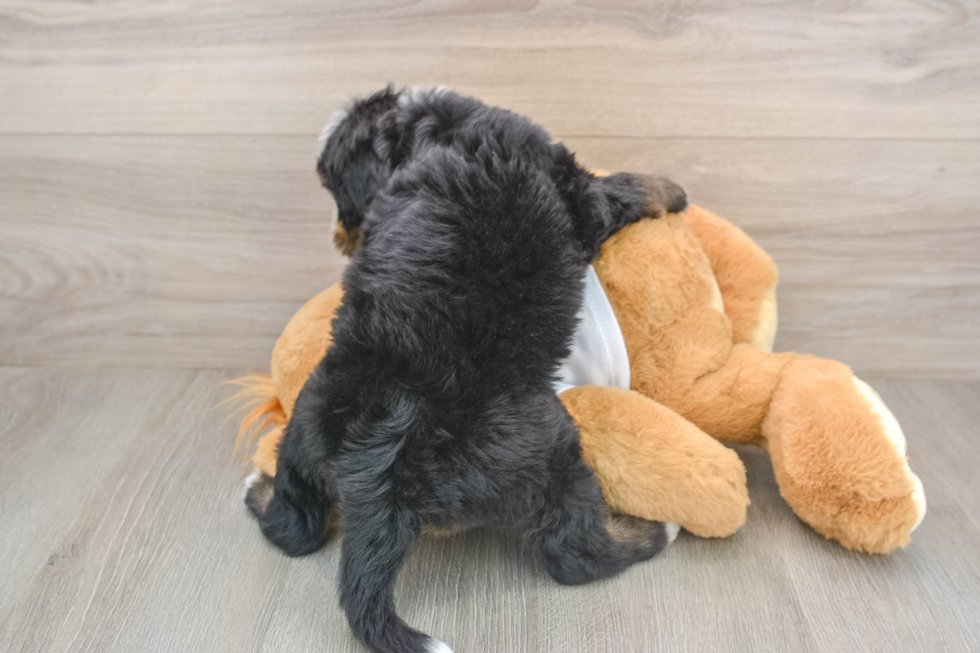 Best Mini Bernedoodle Baby