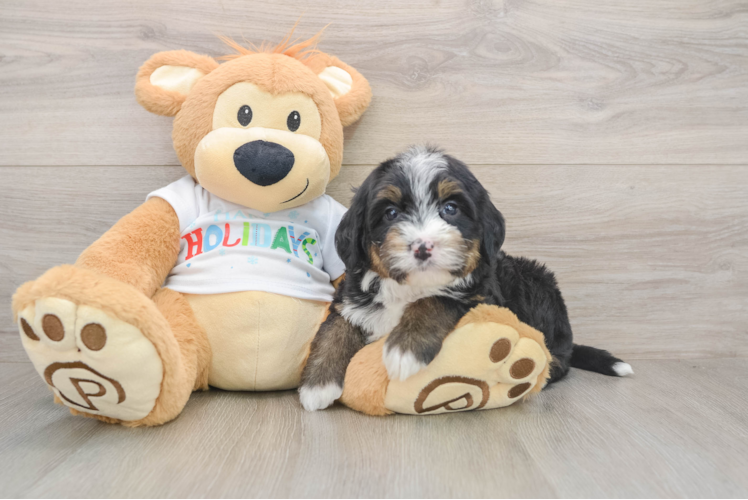 Little Mini Bernesedoodle Poodle Mix Puppy