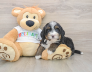 7 week old Mini Bernedoodle Puppy For Sale - Windy City Pups