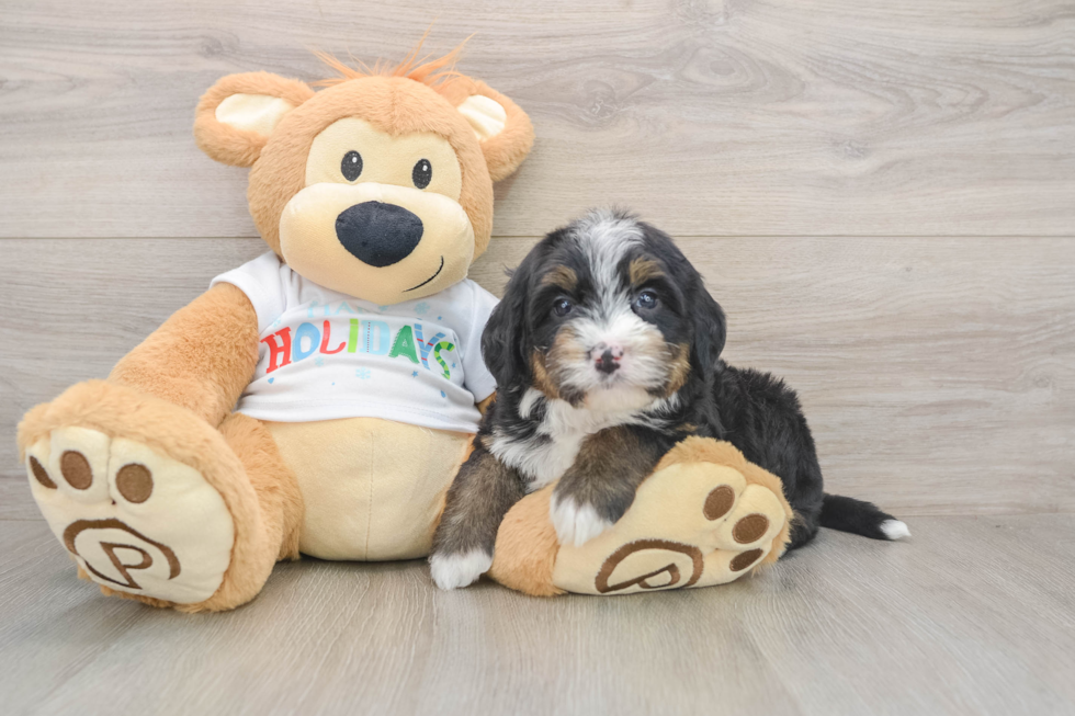 Little Mini Bernesedoodle Poodle Mix Puppy