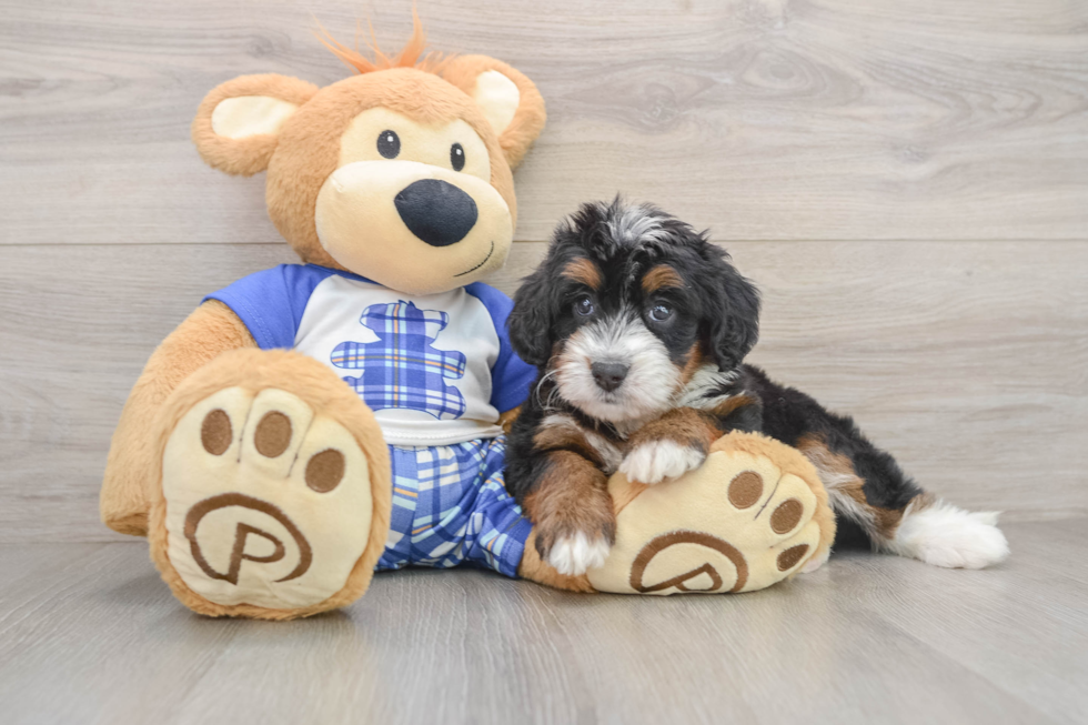 Energetic Mini Bernepoo Poodle Mix Puppy