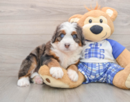 6 week old Mini Bernedoodle Puppy For Sale - Windy City Pups