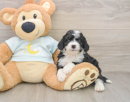 6 week old Mini Bernedoodle Puppy For Sale - Windy City Pups