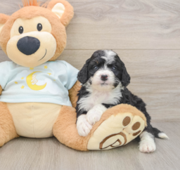 7 week old Mini Bernedoodle Puppy For Sale - Windy City Pups