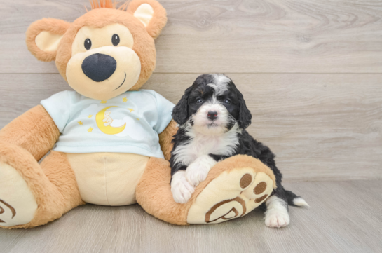 Mini Bernedoodle Puppy for Adoption