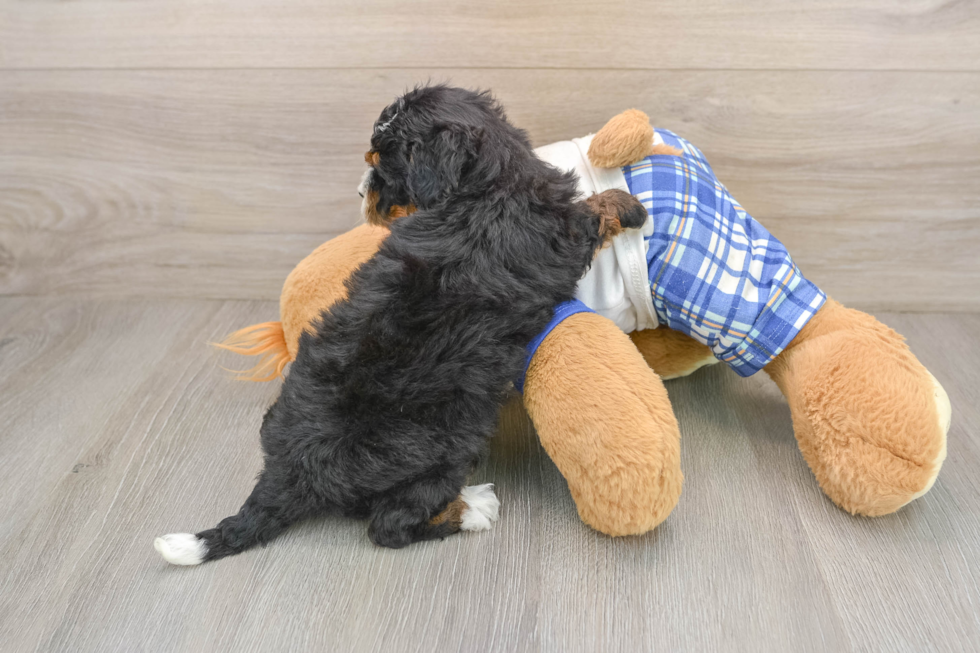 Friendly Mini Bernedoodle Baby