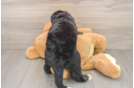 Popular Mini Bernedoodle Poodle Mix Pup