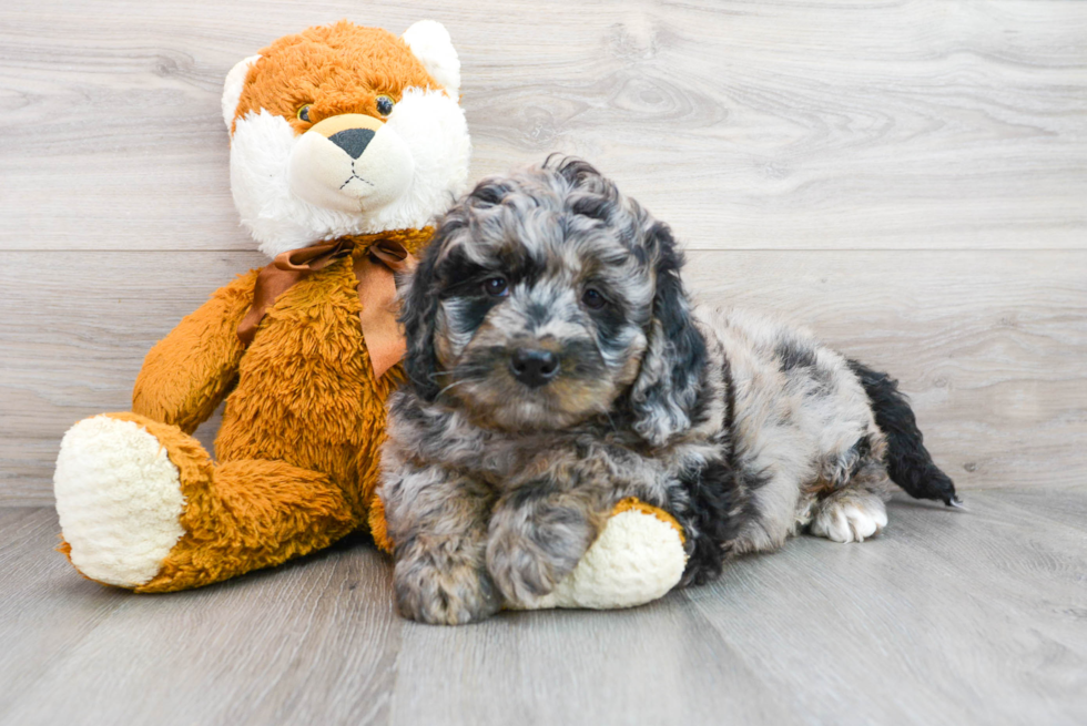 Best Mini Bernedoodle Baby