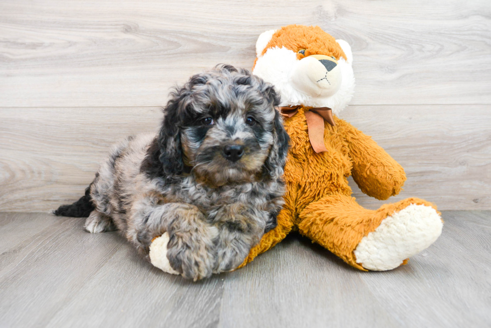 Best Mini Bernedoodle Baby