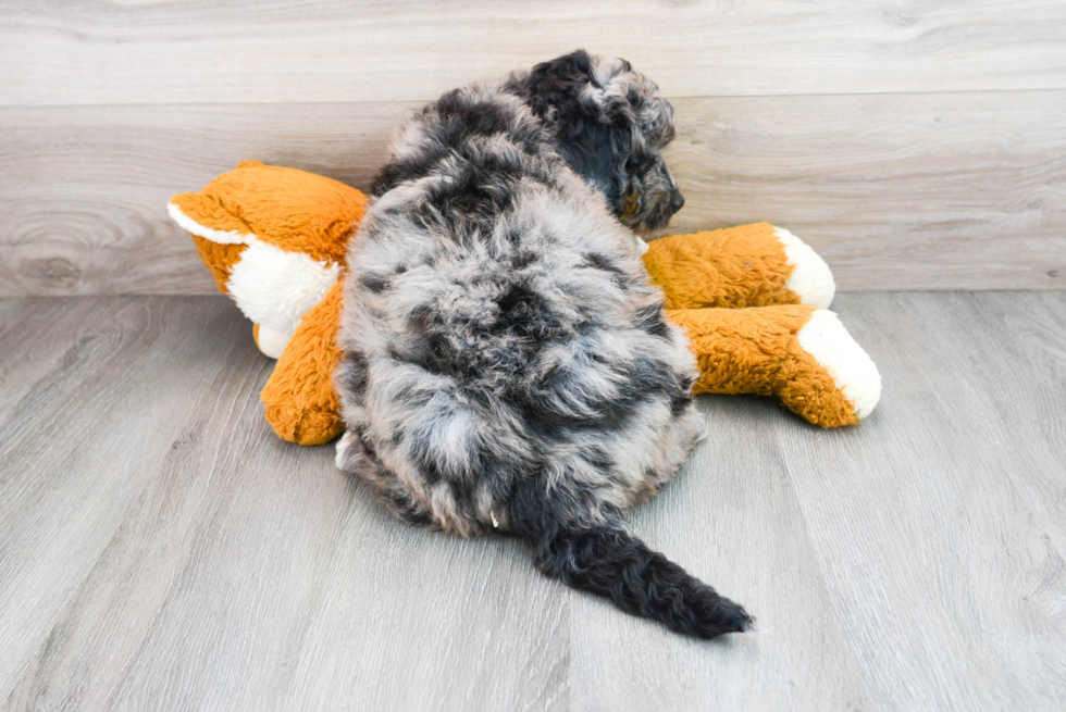 Mini Bernedoodle Puppy for Adoption