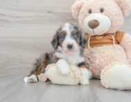 8 week old Mini Bernedoodle Puppy For Sale - Windy City Pups