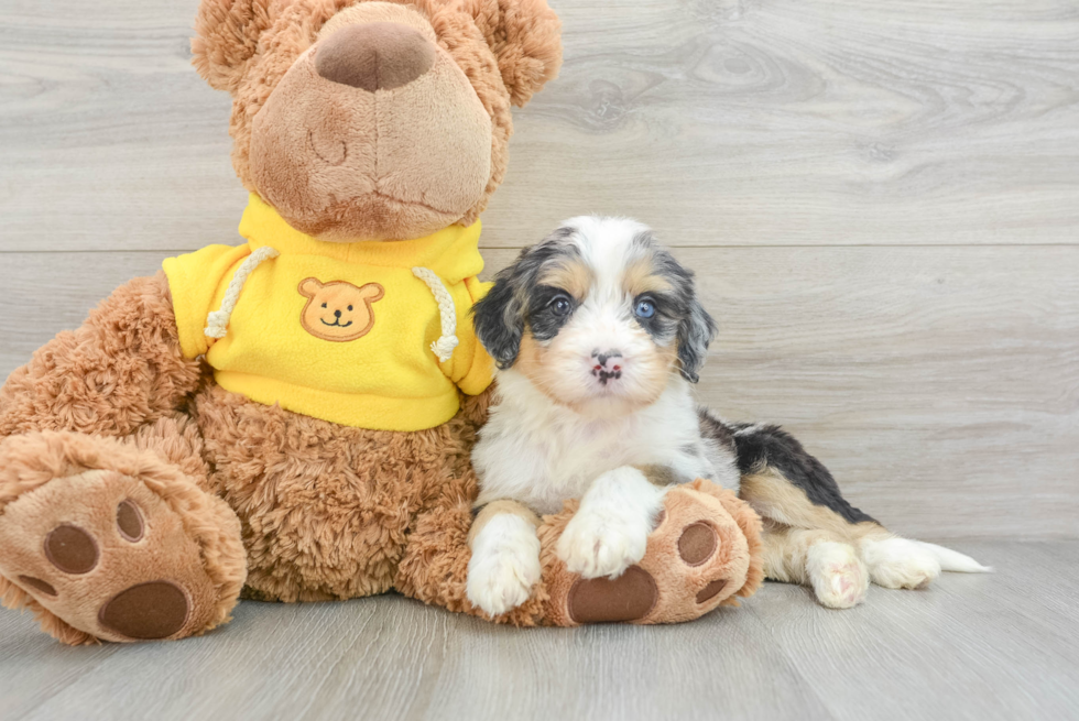 Mini Bernedoodle Pup Being Cute