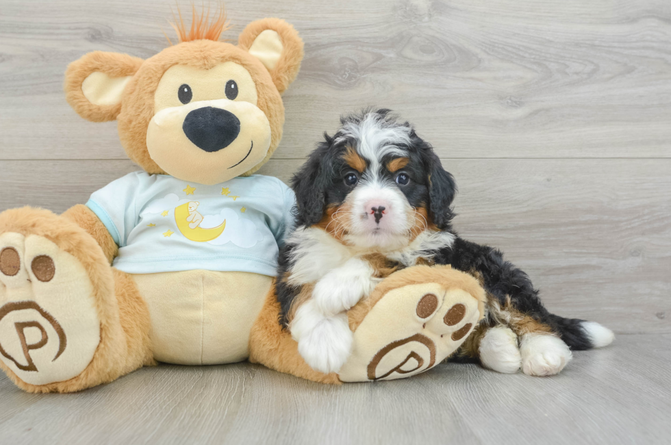 7 week old Mini Bernedoodle Puppy For Sale - Windy City Pups