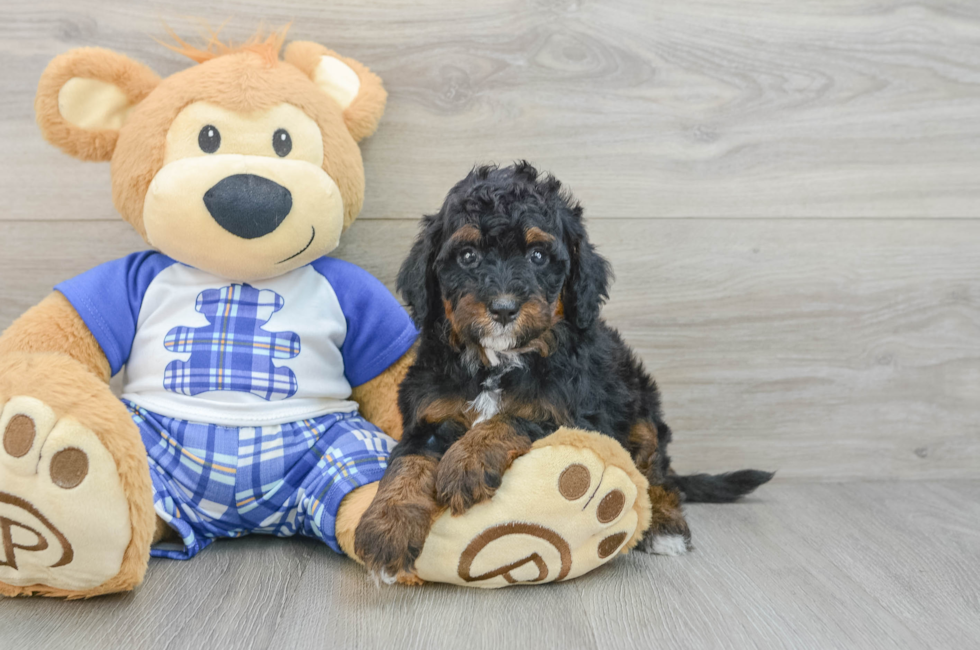 6 week old Mini Bernedoodle Puppy For Sale - Windy City Pups