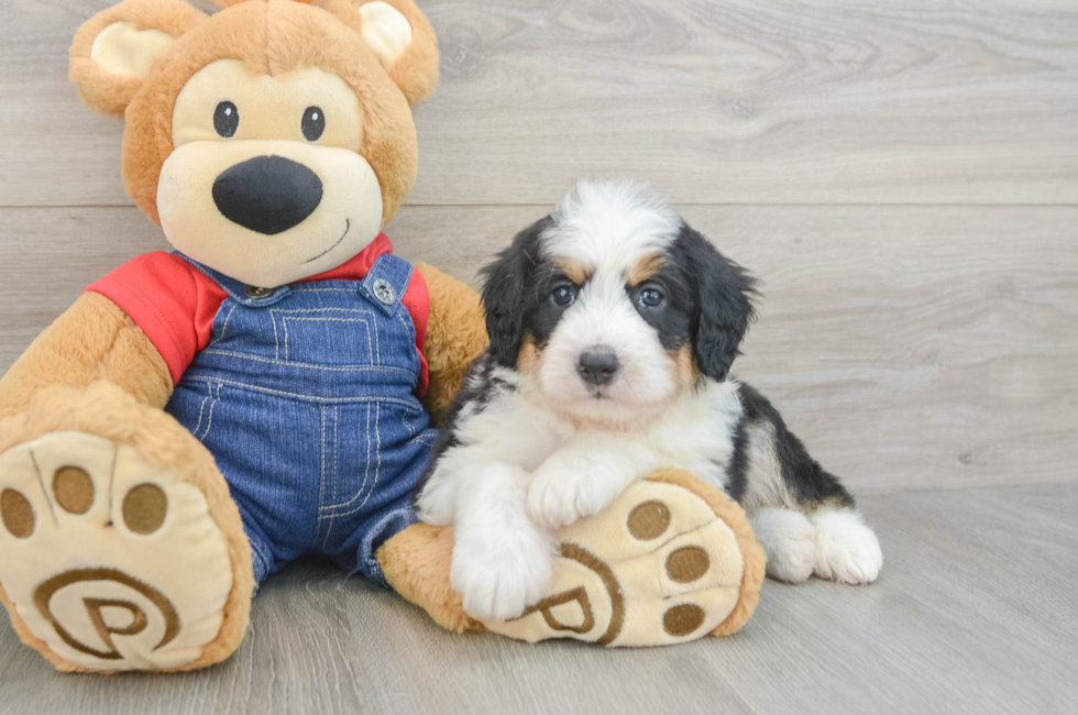 5 week old Mini Bernedoodle Puppy For Sale - Windy City Pups