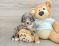 5 week old Mini Bernedoodle Puppy For Sale - Windy City Pups