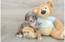 Funny Mini Bernedoodle Poodle Mix Pup