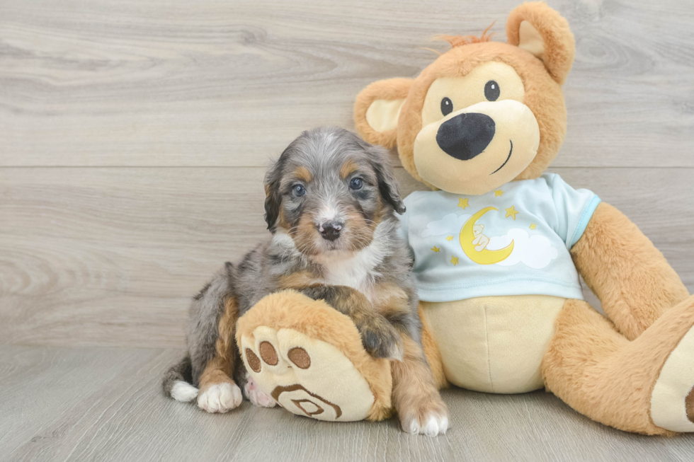 Funny Mini Bernedoodle Poodle Mix Pup
