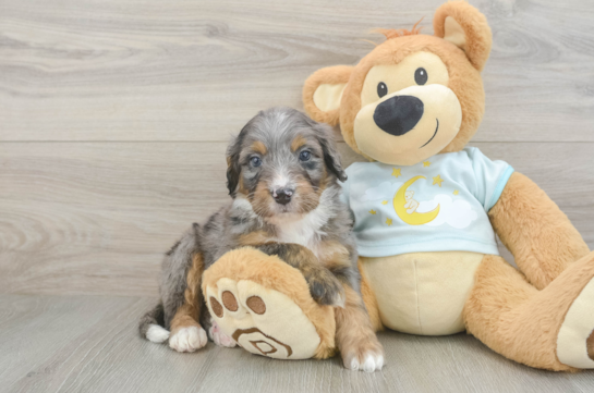 Funny Mini Bernedoodle Poodle Mix Pup