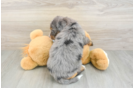 Petite Mini Bernedoodle Poodle Mix Pup
