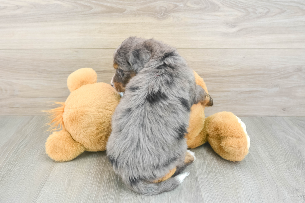 Petite Mini Bernedoodle Poodle Mix Pup