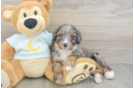 Cute Mini Bernedoodle Baby