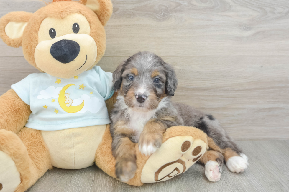 Cute Mini Bernedoodle Baby
