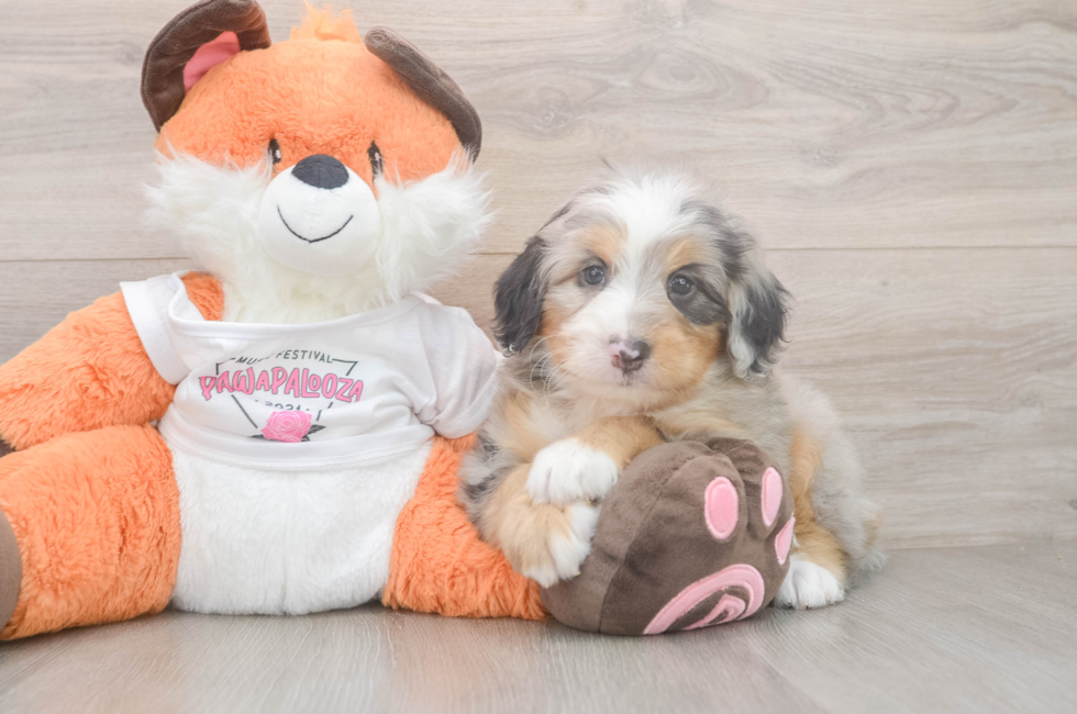 6 week old Mini Bernedoodle Puppy For Sale - Windy City Pups