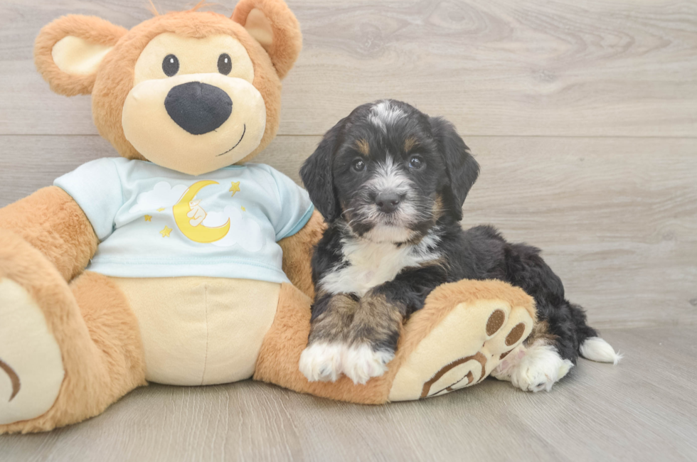6 week old Mini Bernedoodle Puppy For Sale - Windy City Pups