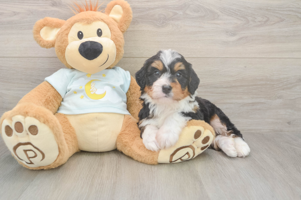 6 week old Mini Bernedoodle Puppy For Sale - Windy City Pups