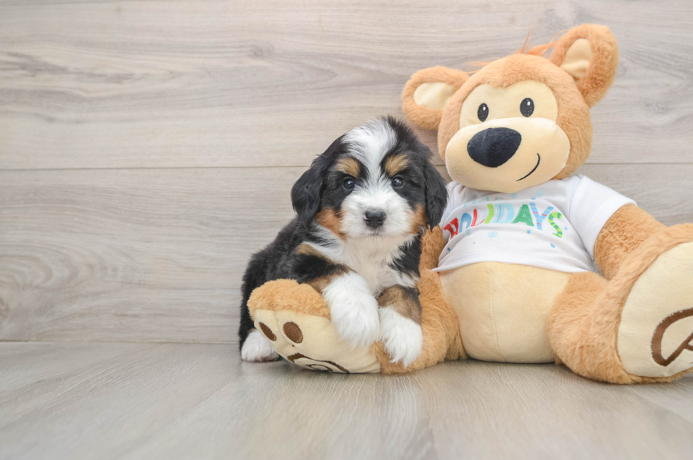 6 week old Mini Bernedoodle Puppy For Sale - Windy City Pups