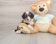 5 week old Mini Bernedoodle Puppy For Sale - Windy City Pups