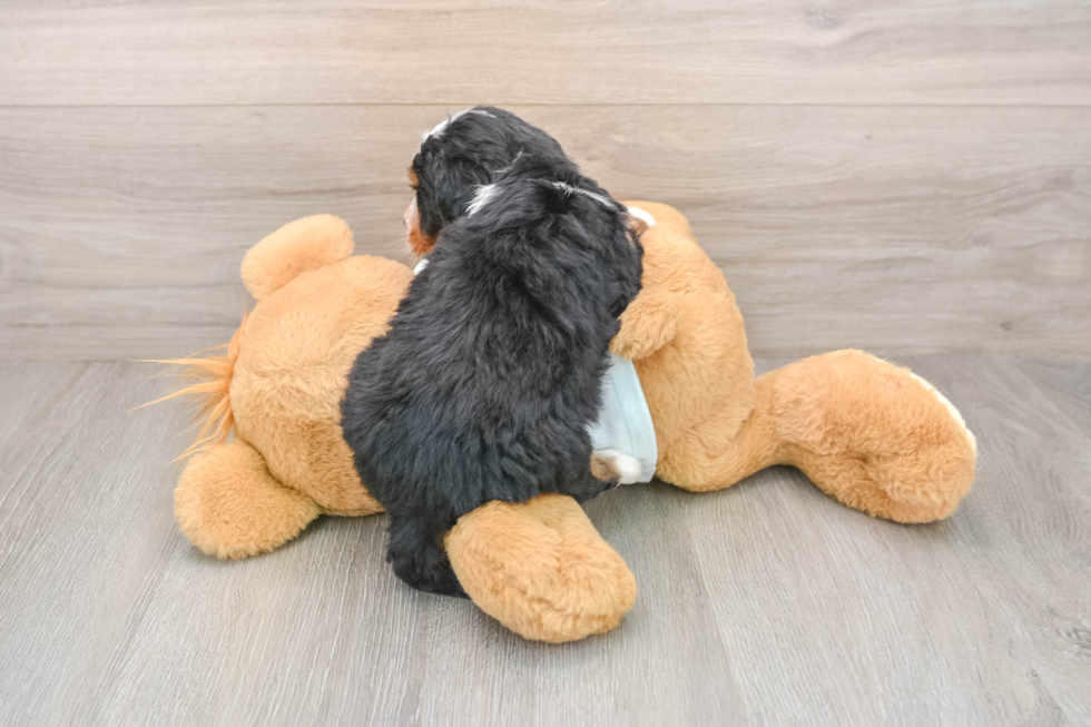 Best Mini Bernedoodle Baby