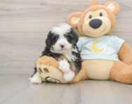 6 week old Mini Bernedoodle Puppy For Sale - Windy City Pups