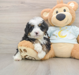 7 week old Mini Bernedoodle Puppy For Sale - Windy City Pups