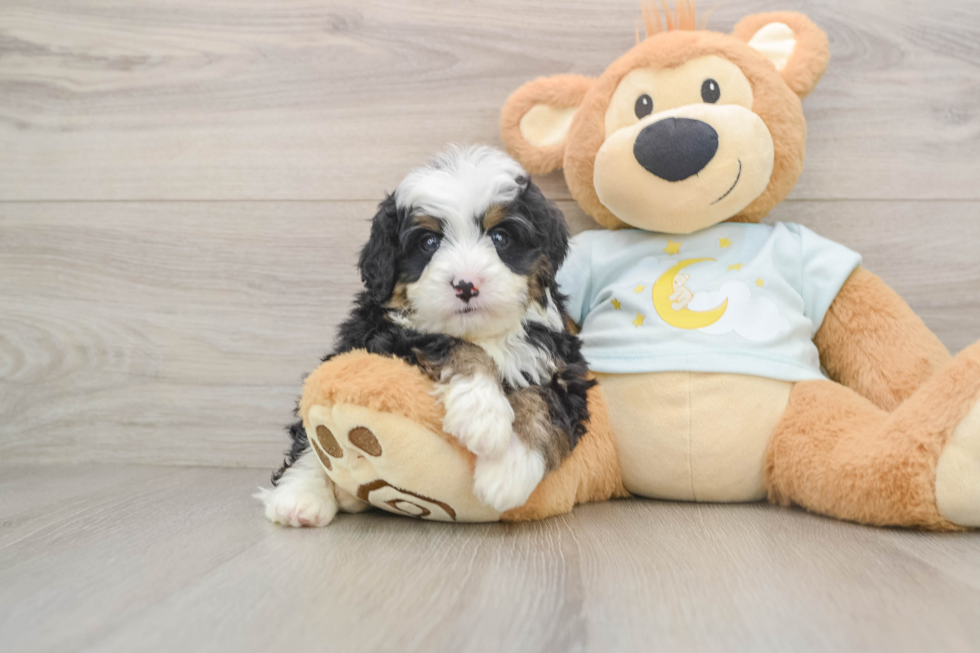 Best Mini Bernedoodle Baby