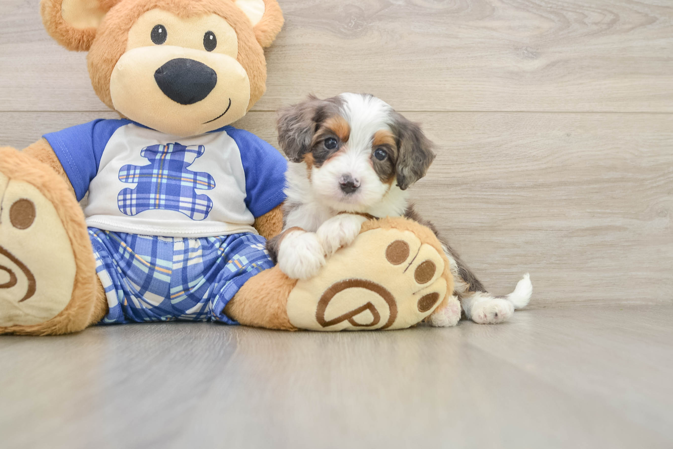 Mini Bernedoodle Pup Being Cute
