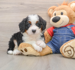 5 week old Mini Bernedoodle Puppy For Sale - Windy City Pups