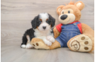 Smart Mini Bernedoodle Poodle Mix Pup