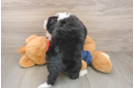 Best Mini Bernedoodle Baby