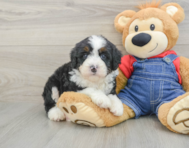 7 week old Mini Bernedoodle Puppy For Sale - Windy City Pups