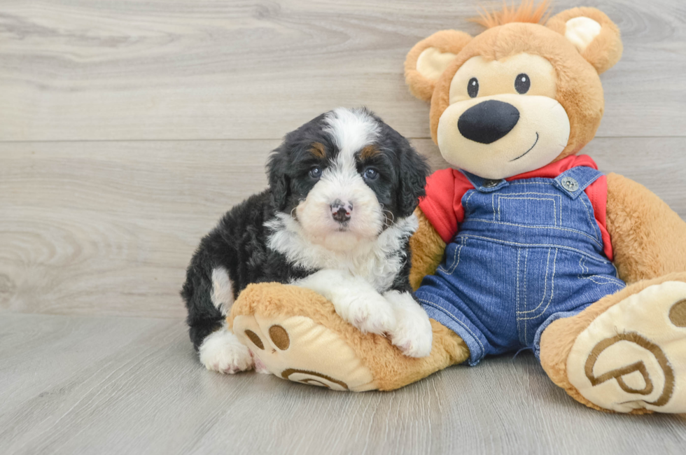 5 week old Mini Bernedoodle Puppy For Sale - Windy City Pups