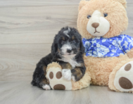 8 week old Mini Bernedoodle Puppy For Sale - Windy City Pups