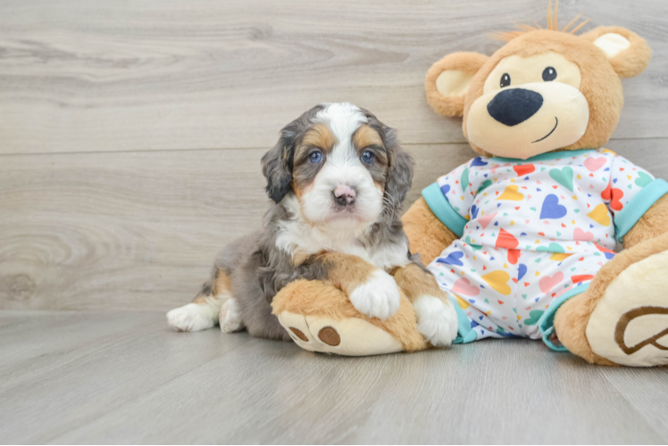 Mini Bernedoodle Puppy for Adoption