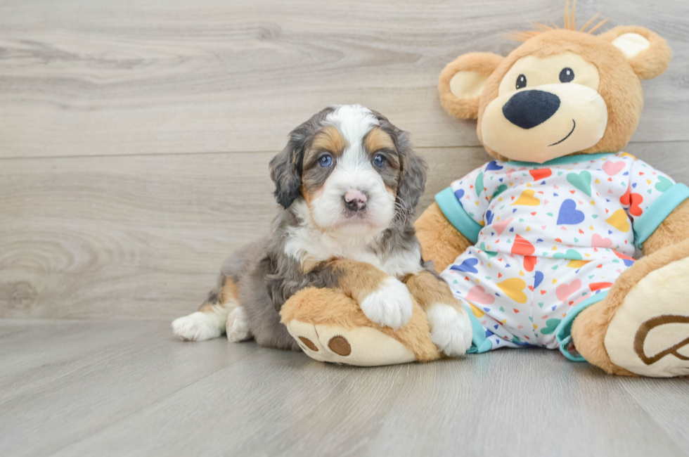 6 week old Mini Bernedoodle Puppy For Sale - Windy City Pups